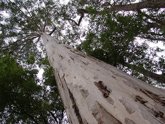 Sixth view of Homely rural property listing, Lot 108 Wetherall Road, Quinninup WA 6258