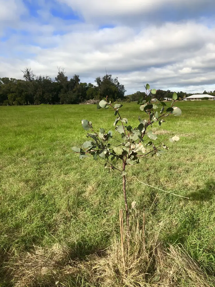 Fifth view of Homely land listing, Lot 435 Summerhill Drive, Dardanup West WA 6236