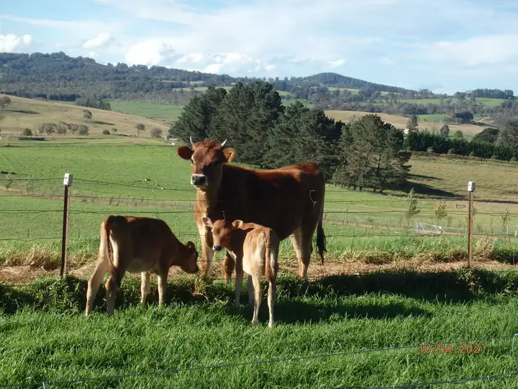 Second view of Homely rural property listing, 7721 Thunderbolts Way, Nowendoc NSW 2354