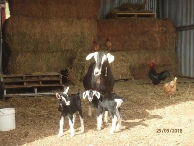 Fourth view of Homely rural property listing, 7721 Thunderbolts Way, Nowendoc NSW 2354