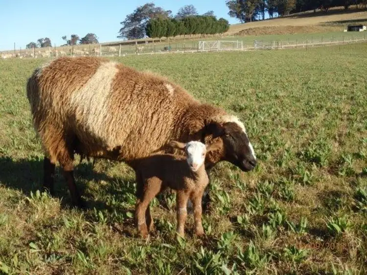 Fifth view of Homely rural property listing, 7721 Thunderbolts Way, Nowendoc NSW 2354