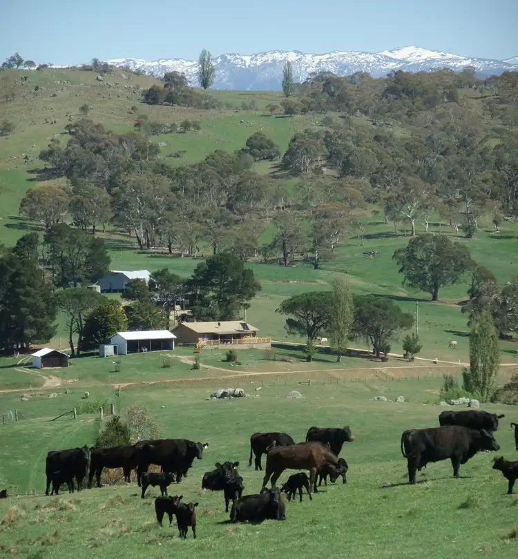 1124 Gullies Road, Moonbah NSW 2627