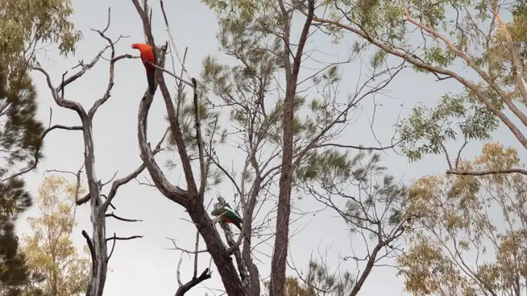 Fourth view of Homely land listing, 39 Belar Court, Millmerran Woods QLD 4357