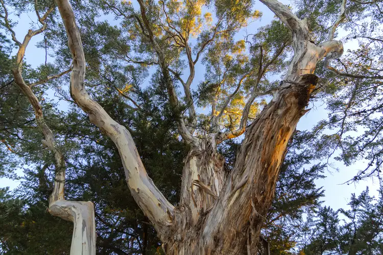 Seventh view of Homely land listing, 11 Farrell Road, Orange NSW 2800