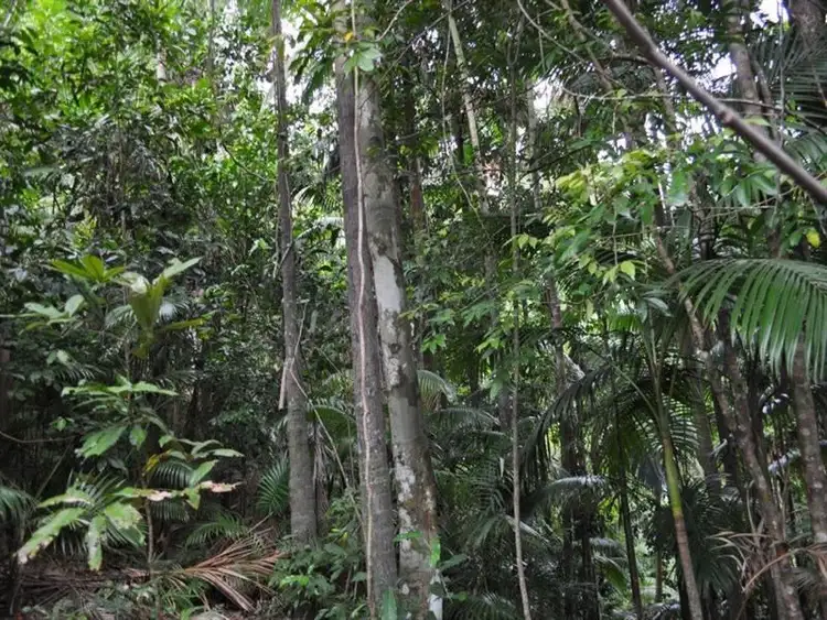 Fourth view of Homely rural property listing, 14 Boulder Road, Finch Hatton QLD 4756