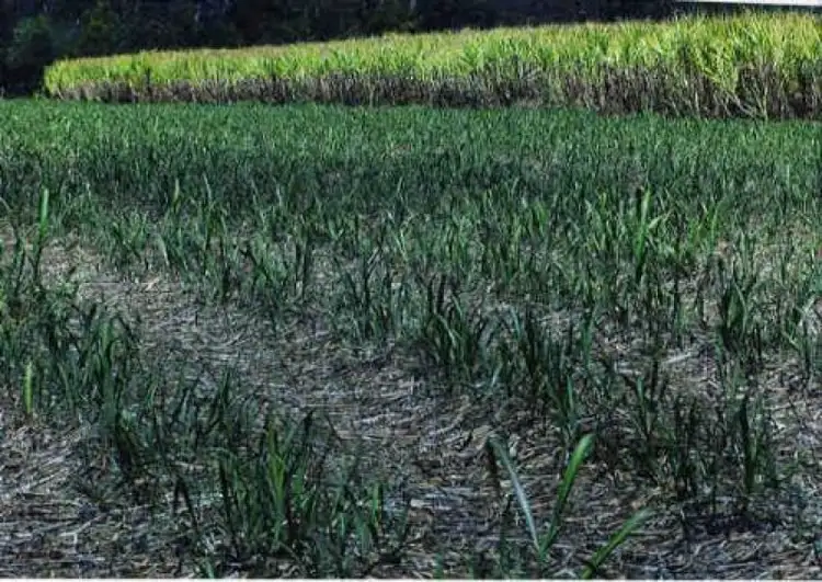 Sixth view of Homely rural property listing, Address available on request