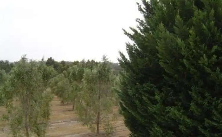 Sixth view of Homely rural property listing, Address available on request