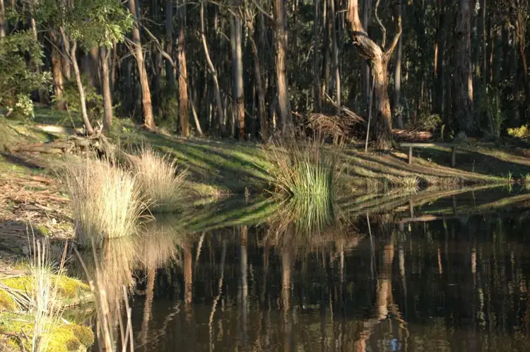 Fifth view of Homely rural property listing, 90 Sincocks Road, Deans Marsh VIC 3235