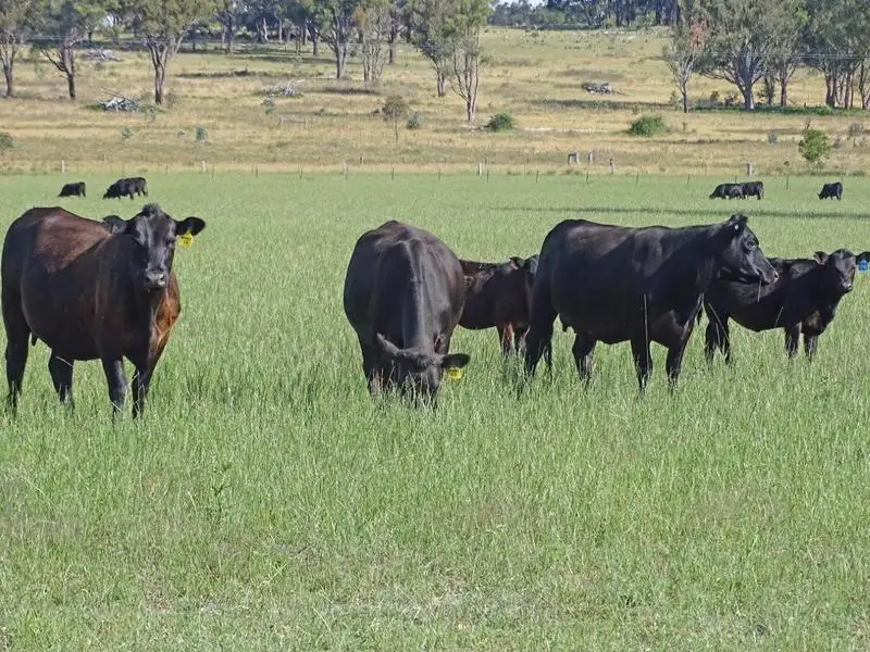 Main view of Homely rural property listing, . Muldoons, Guyra NSW 2365
