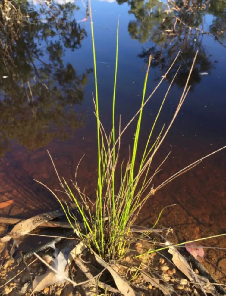 Second view of Homely land listing, Lot 6 Kingaroy Cooyar Road, Tarong QLD 4615