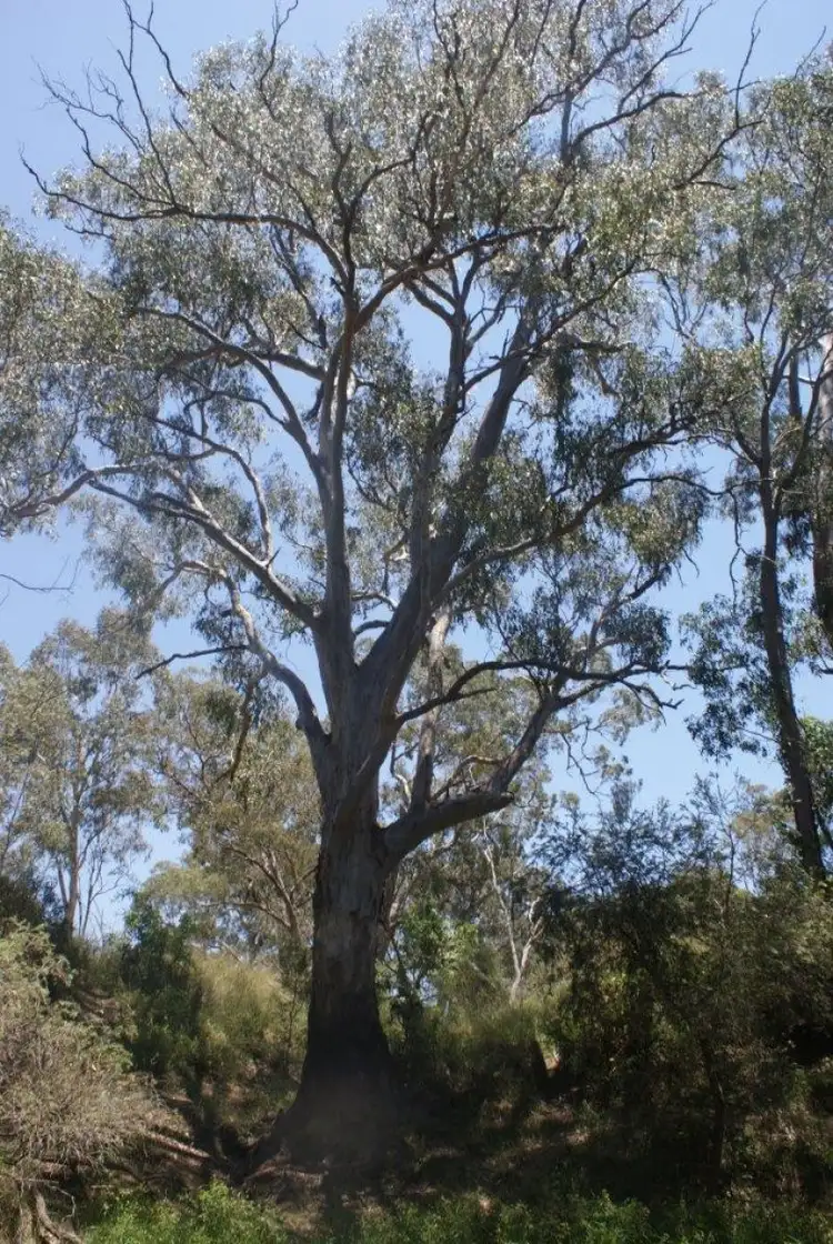 Third view of Homely land listing, 760 (Lot 33/ML2262) Thanes Creek Rd, Thanes Creek QLD 4370