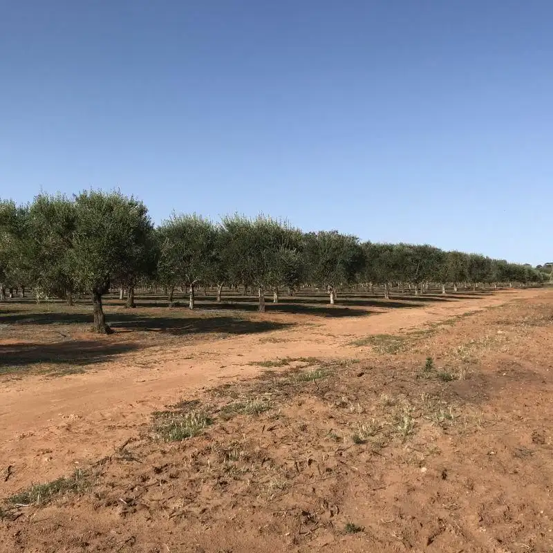 Main view of Homely rural property listing, Lot 2 Benlow Road, Waikerie SA 5330