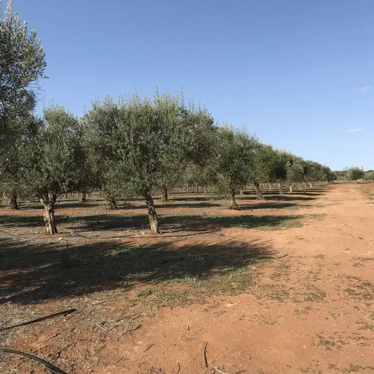 Second view of Homely rural property listing, Lot 2 Benlow Road, Waikerie SA 5330