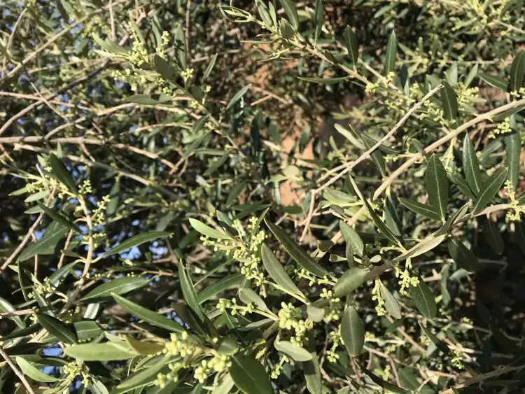 Fourth view of Homely rural property listing, Lot 2 Benlow Road, Waikerie SA 5330