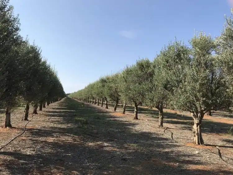 Sixth view of Homely rural property listing, Lot 2 Benlow Road, Waikerie SA 5330