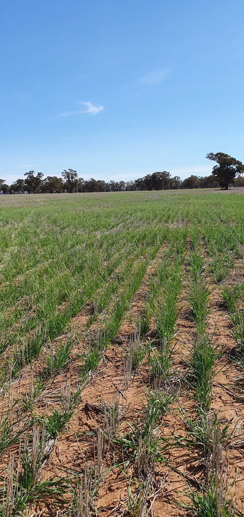 Main view of Homely rural property listing, Lot 2 & Lot 3 Blackstock Hill Road, Peak Hill NSW 2869