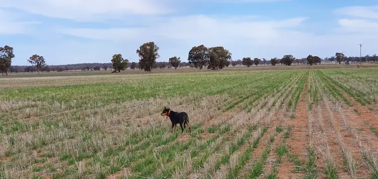 Sixth view of Homely rural property listing, Lot 2 & Lot 3 Blackstock Hill Road, Peak Hill NSW 2869