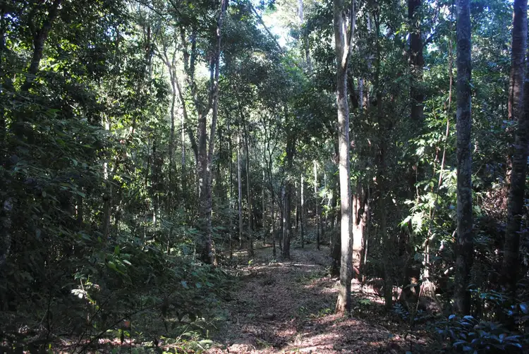 Fourth view of Homely land listing, 106 Pinnacle Rd, Julatten QLD 4871
