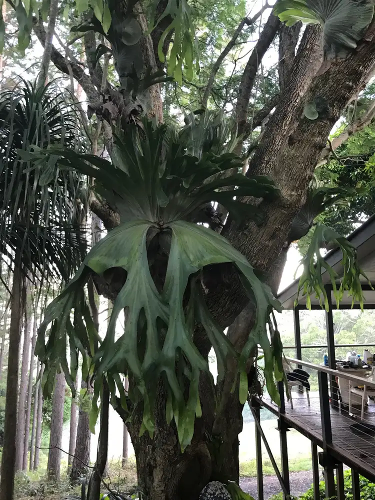 Sixth view of Homely rural property listing, 220 Munro Road, Dunoon NSW 2480