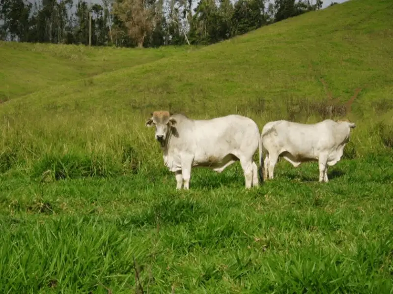 Main view of Homely rural property listing, 2267 Palmerston Highway, East Palmerston QLD 4860