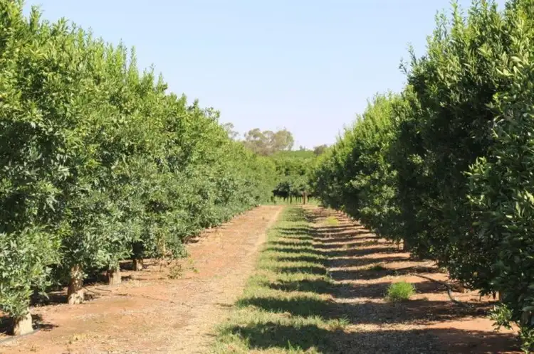 201 West Road, Waikerie SA 5330