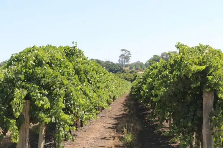 Seventh view of Homely rural property listing, 201 West Road, Waikerie SA 5330