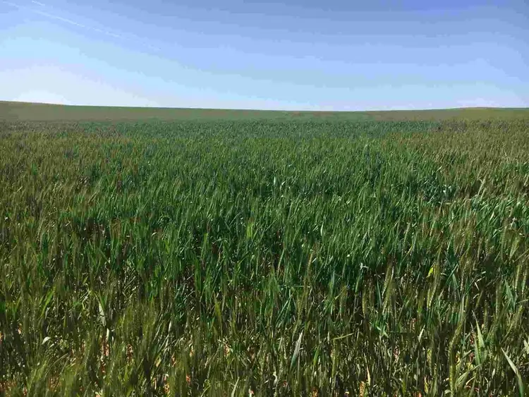 Second view of Homely rural property listing, Lot 50A Morrison Road, Linga VIC 3509