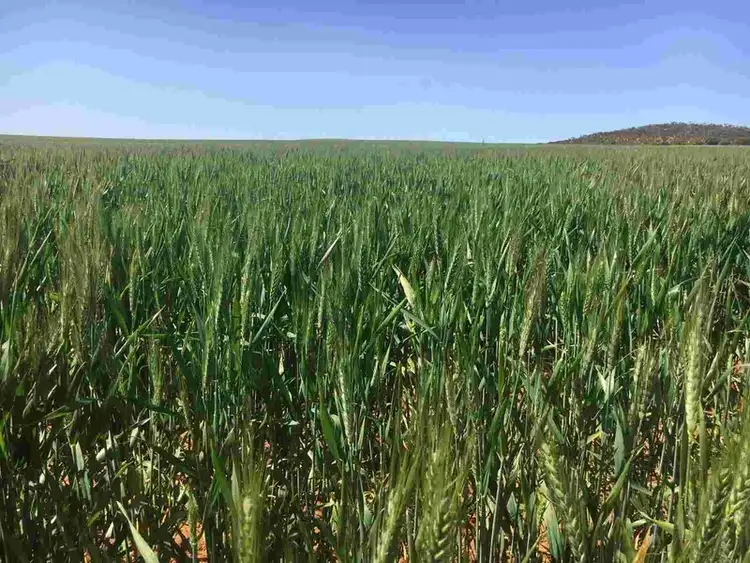 Third view of Homely rural property listing, Lot 50A Morrison Road, Linga VIC 3509