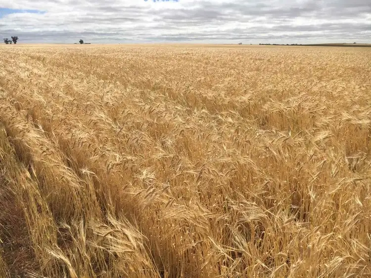 Fifth view of Homely rural property listing, Lot 50A Morrison Road, Linga VIC 3509