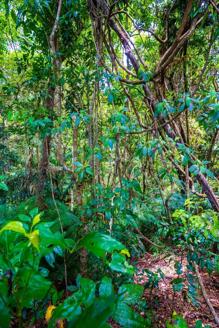 Seventh view of Homely land listing, Lot 71 Coolsprings Close, Kuranda QLD 4881