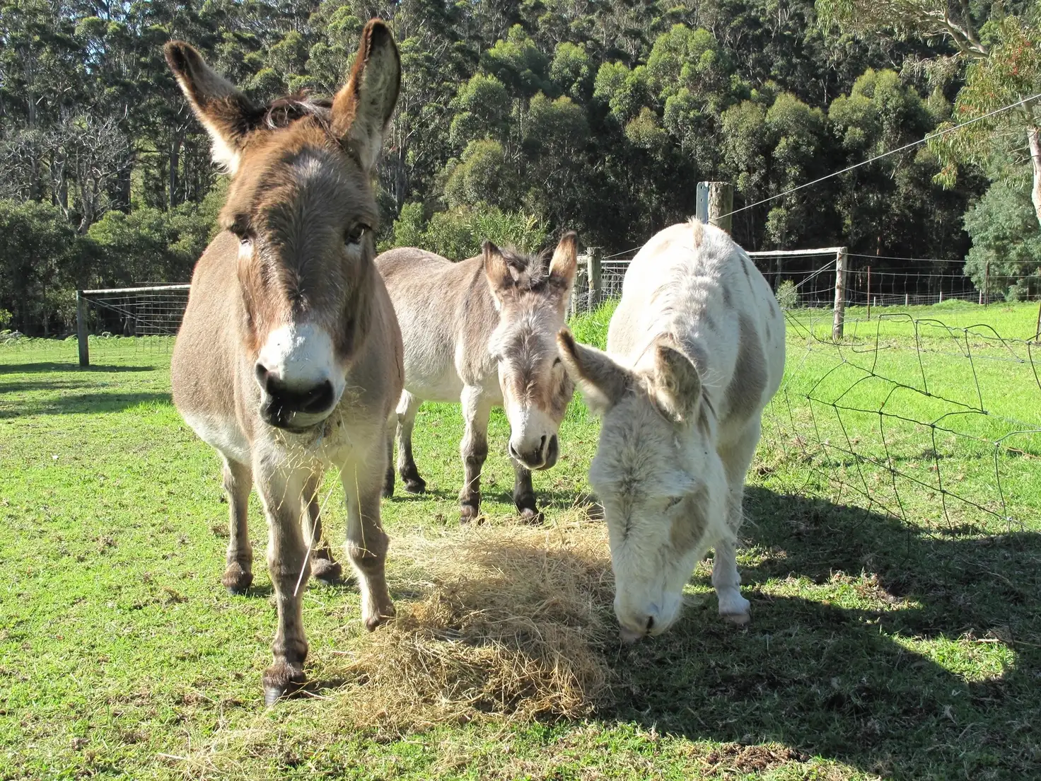Main view of Homely house listing, 116 McLeod Road, Denmark WA 6333