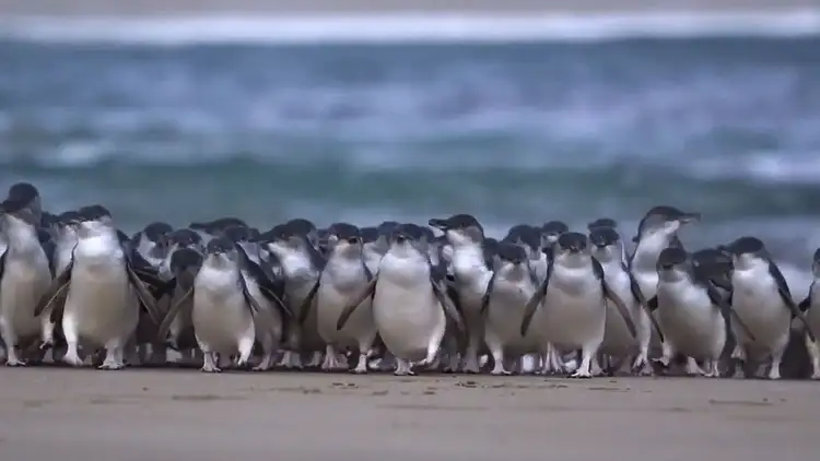 Third view of Homely land listing, 11 Bowline Court, Coronet Bay VIC 3984