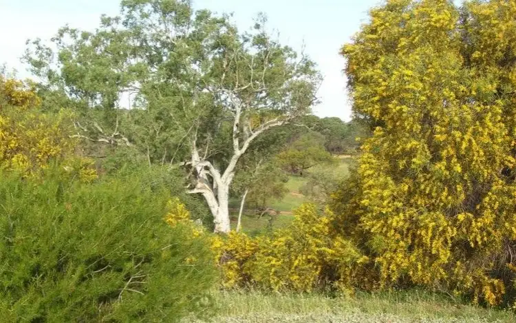 Second view of Homely house listing, Lot 33 Rose Street, Isseka WA 6535