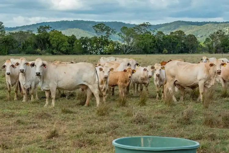 Main view of Homely rural property listing, 643 Kinmond Creek Road, Cootharaba QLD 4565
