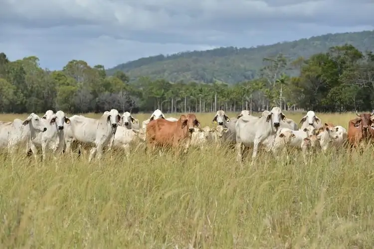 Second view of Homely rural property listing, 643 Kinmond Creek Road, Cootharaba QLD 4565