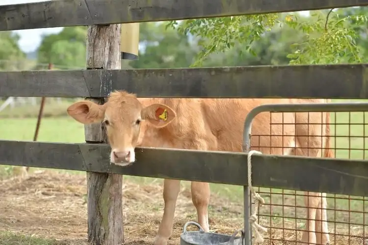 Fifth view of Homely rural property listing, 643 Kinmond Creek Road, Cootharaba QLD 4565