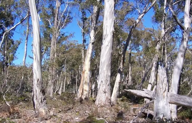 Second view of Homely land listing, Lot 1 Lyell Highway, Bronte Park TAS 7140