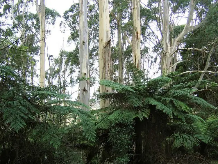 Fifth view of Homely land listing, 80 Old Hordernvale Access Road, Apollo Bay VIC 3233