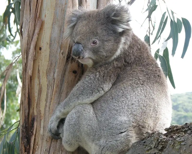 Main view of Homely land listing, 12 Cassidy Drive, Kennett River VIC 3234