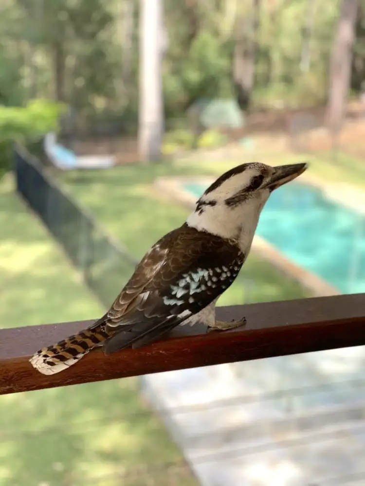 Second view of Homely house listing, 38 Kookaburra Drive, Gilston QLD 4211