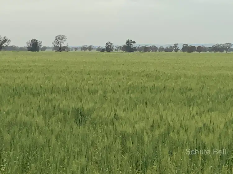 Second view of Homely rural property listing, . Roseholm, Peak Hill NSW 2869