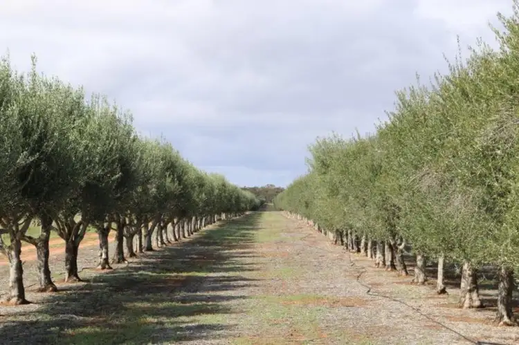 Fifth view of Homely rural property listing, allot 2 Benlow Road, Waikerie SA 5330