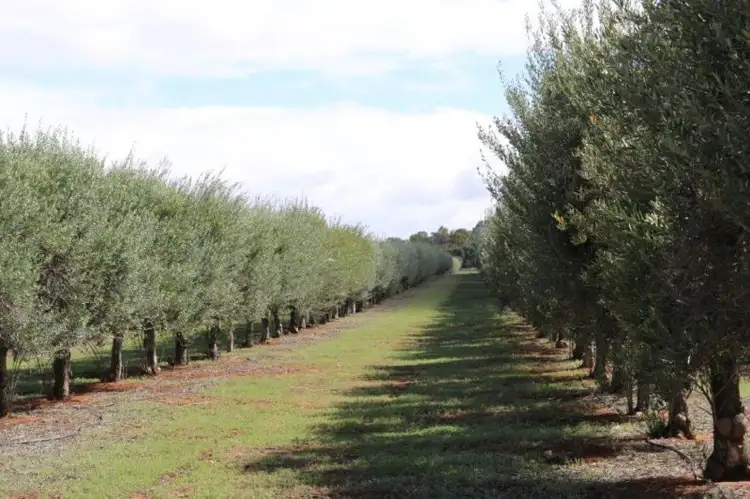 Sixth view of Homely rural property listing, allot 2 Benlow Road, Waikerie SA 5330