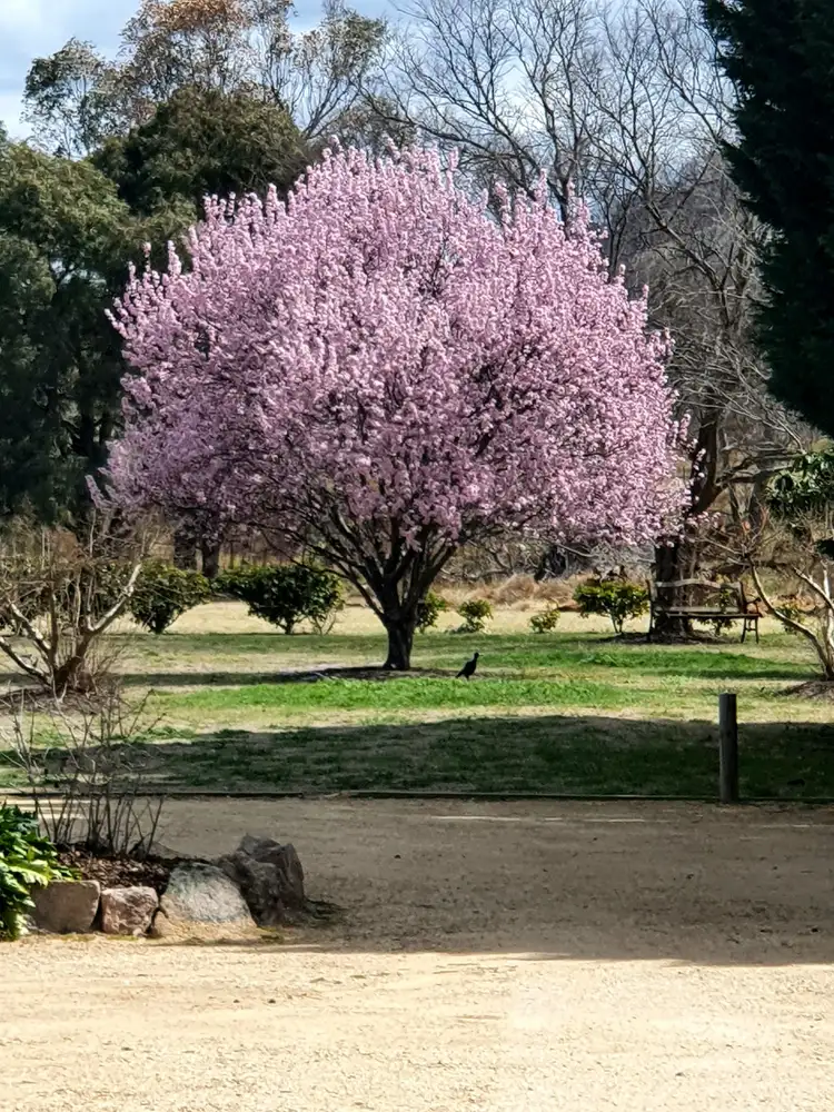 Fifth view of Homely rural property listing, 10 Nicol Street, Stanthorpe QLD 4380