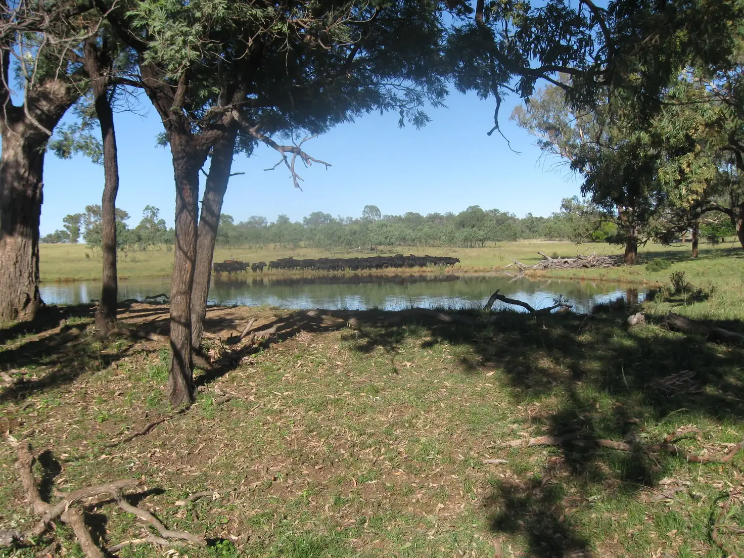 Main view of Homely rural property listing, 240 Halls Lane, Bukkulla NSW 2360