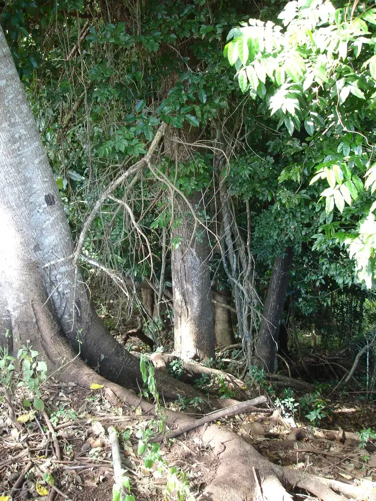Fifth view of Homely land listing, Lot 27 Golden Street, Goldsborough QLD 4865