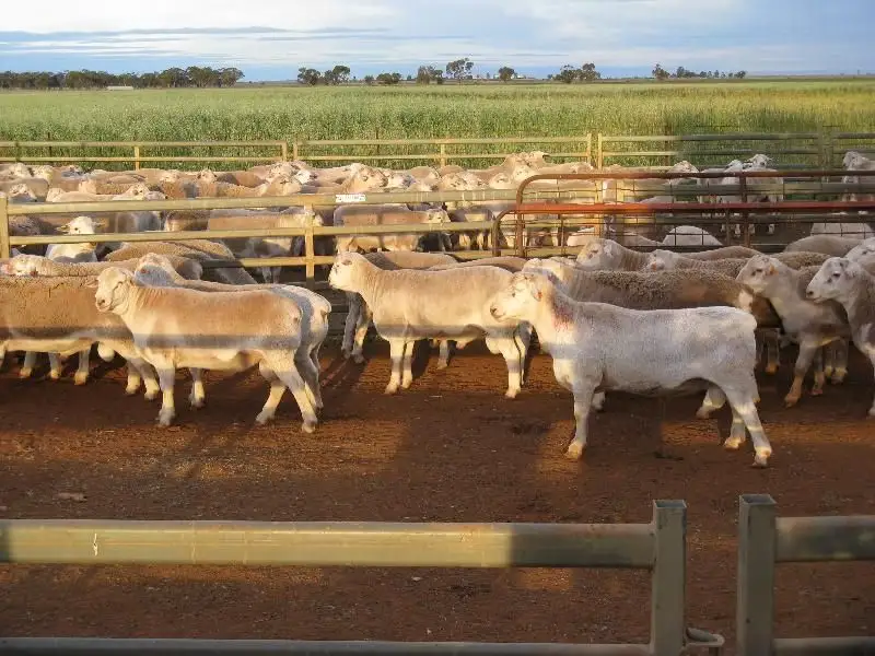 Main view of Homely rural property listing, Lot/182dp Lachlan Valley Way, Lake Cargelligo NSW 2672