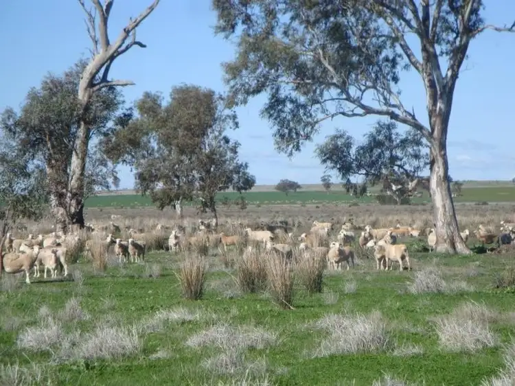 Third view of Homely rural property listing, Lot/182dp Lachlan Valley Way, Lake Cargelligo NSW 2672