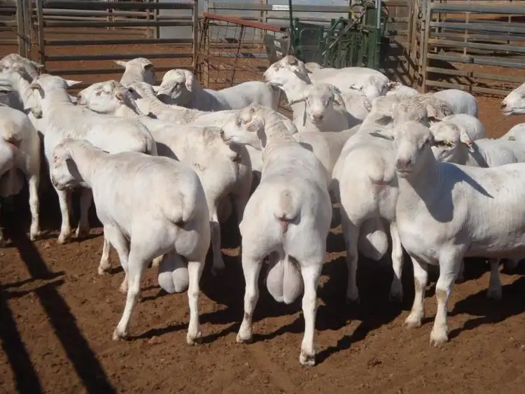 Fourth view of Homely rural property listing, Lot/182dp Lachlan Valley Way, Lake Cargelligo NSW 2672