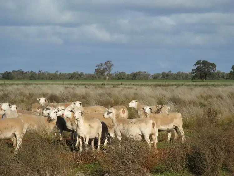 Sixth view of Homely rural property listing, Lot/182dp Lachlan Valley Way, Lake Cargelligo NSW 2672